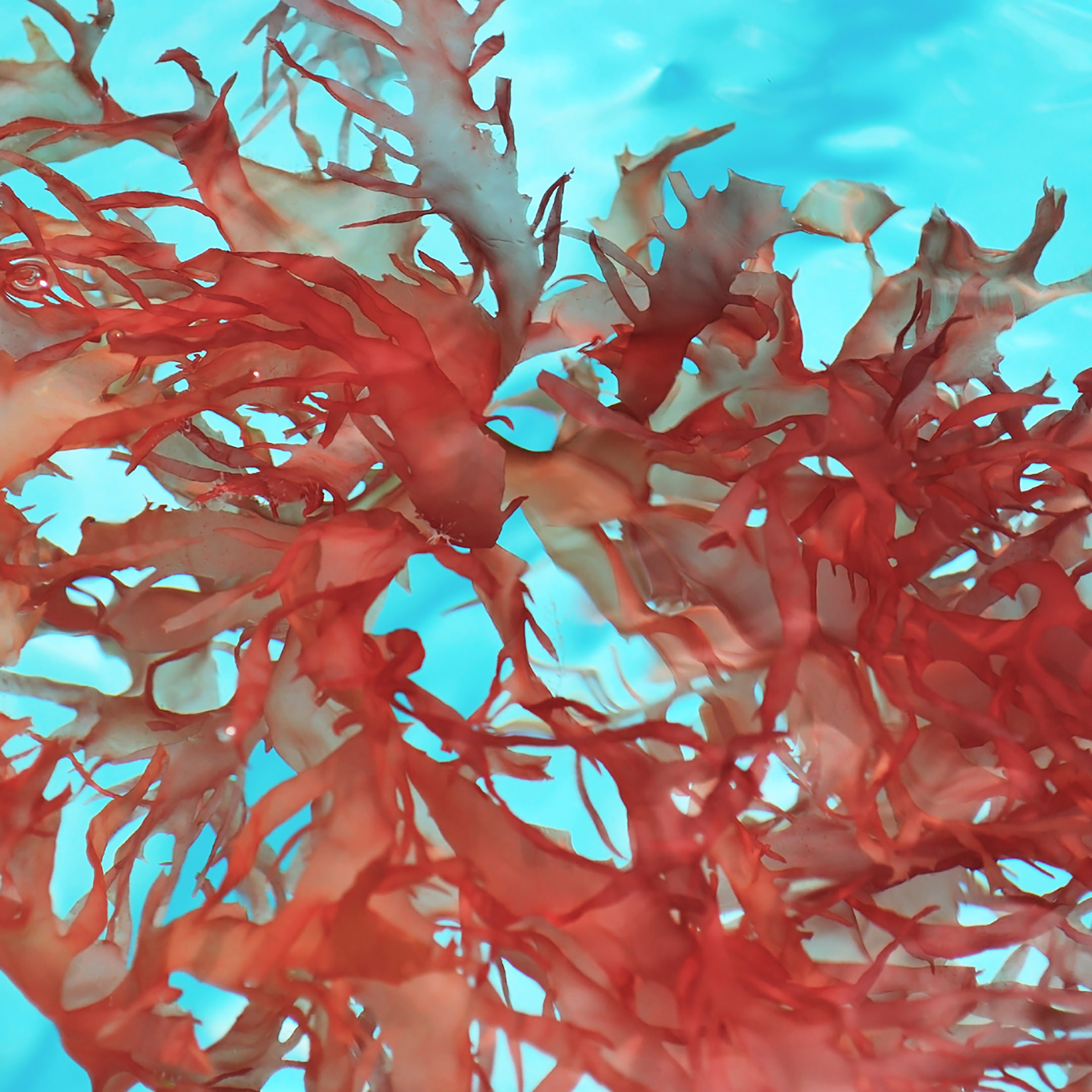 There are red seaweeds on blue sheet